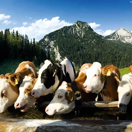 In Neukirchen Near Lifts Apartament