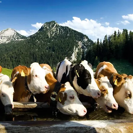 דירה In Neukirchen Near Lifts *