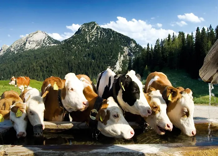 Appartement In Neukirchen Near Lifts *